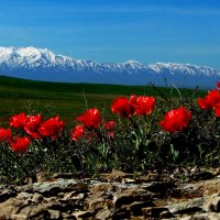 Тюльпаны Казахстана :: Алтынбек Картабай