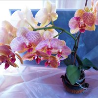 Мои орхидеи. Полное цветение. :: Ольга 
