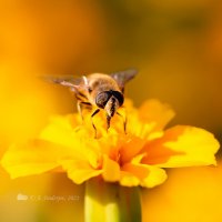Пчела на цветке :: Александр Синдерёв