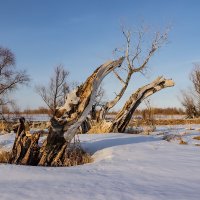 Дерева :: Виктор Четошников