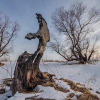 Дерева :: Виктор Четошников