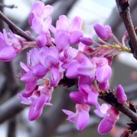 Иудино дерево - цветение. :: Валерьян Запорожченко