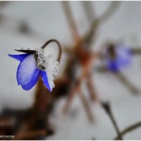 Зима с Весною спорит... :: DianaVladimirovna 