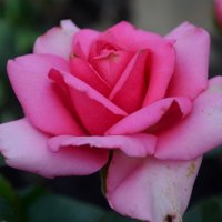 Роза цвета фуксии :: Таня Фиалка
