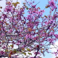 Иудино дерево в цвету. :: Валерьян Запорожченко