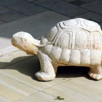 Черепаха во дворе дома. :: Валерьян Запорожченко