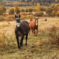 лошади в поле :: Мухина Наталья 