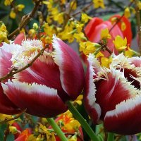 Тюльпаны бахромчатые :: Лидия Бусурина