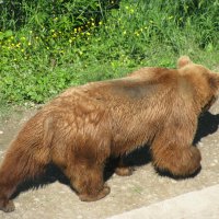 Швейцария. г. Берн. Символ города. :: Владимир Драгунский