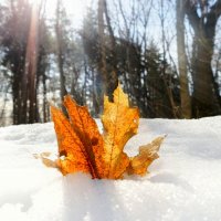 С Днём весеннего равноденствия!  :-) :: Андрей Заломленков