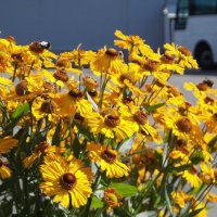 Цветы и автобус :: Фотогруппа Весна