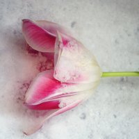 Тюльпан на снегу... :: Валентина  Нефёдова 