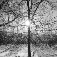 Дерево фонарь ... :: Лариса Корженевская