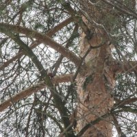 дятел на дереве в лесу :: Ринат Засовский