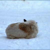 Одиночество.. :: Александр Шимохин