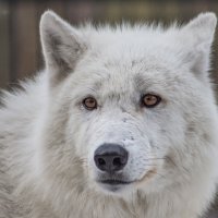Волк полярный. :: аркадий 