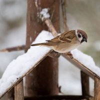 *** :: Андрей Дурапов