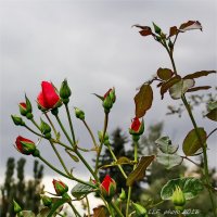 Какая прелесть эти розы... :: Liudmila LLF