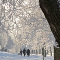 Замерзшие деревья :: Андрей Акульшин