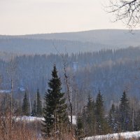 Сибирская тайга :: Спартак Краснопевцев