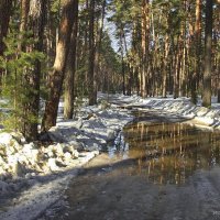 Смелеет талая вода лесного бездорожья... :: Лесо-Вед (Баранов)