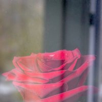 Роза и отражение :: Ульяна Гончарова