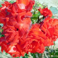 Розы - природный букет. :: Валерьян Запорожченко