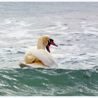 Лебеди и море :: Ольга (crim41evp)