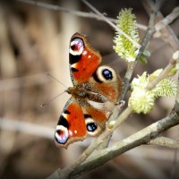 весенние бабочки 2 :: Александр Прокудин