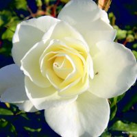 Белая роза. :: Валерьян Запорожченко