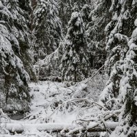 зимний лес :: Константин Шабалин