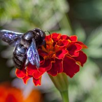 Черная пчела -плотник(из осенних снимков цветов) :: Николай Зернов