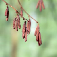 catkins of hazel :: Zinovi Seniak