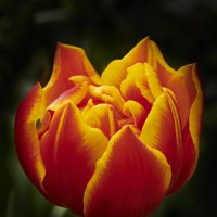 Пылающий тюльпан :: Минихан Сафин