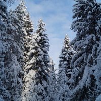 Январский лес :: Екатерина Ельчина