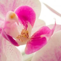 Прекрасные орхидеи... :: Дмитрий 