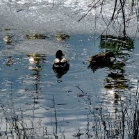 По первой воде :: Александр Чеботарь