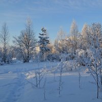 МОЯ ДЕРЕВНЯ, Грачиная роща. :: Виктор Осипчук