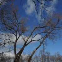 весенние деревья :: sv.kaschuk 