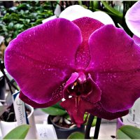 Огромная орхидея. :: Валерия Комова