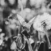 Бабочки солнечным летним днем :: Rimma Sild