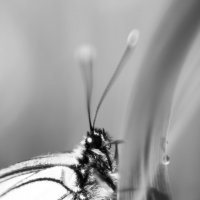 Макро бабочка :: Rimma Sild