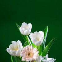 Белые тюльпаны на зеленом фоне :: Ольга Бекетова