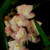 орхидеи :: ольга хакимова