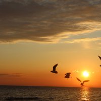 Игра птиц при закатном солнце :: Валерий 