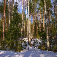 "Снега в лесу ещё немало"© :: Владимир Макаров