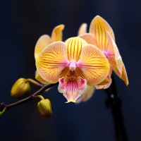 orchid :: Zinovi Seniak