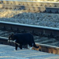 Кошка на вокзале :: Елена Минина