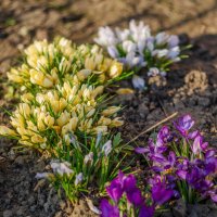 весенние цветы в курской области :: Александр Леонов