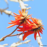Цветок коралового дерева. :: Валерьян Запорожченко